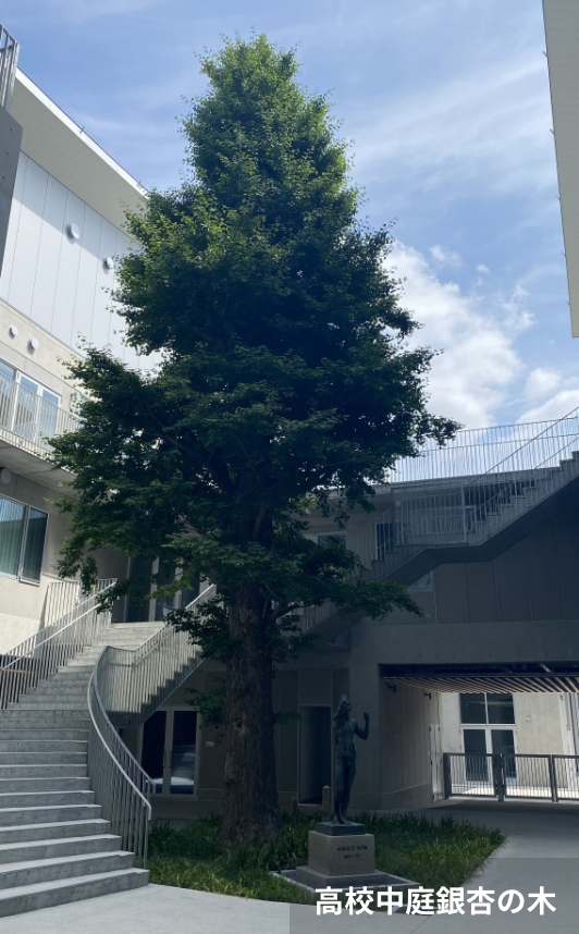 高校中庭銀杏の木
